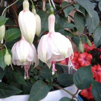 Fuchsia 'Alyce Larson'