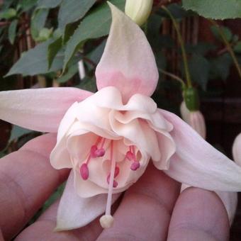 Fuchsia 'Alyce Larson'