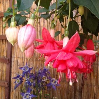 Fuchsia 'Dancing Flame'