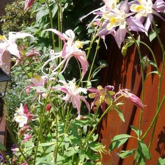 Aquilegia 'Mrs. Scott Elliott'