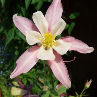 Aquilegia 'Mrs. Scott Elliott'