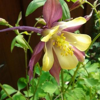 Aquilegia 'Mrs. Scott Elliott'