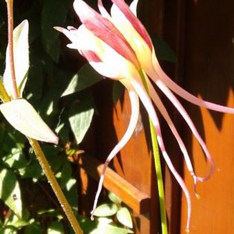 Aquilegia 'Mrs. Scott Elliott'