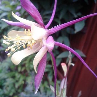 Aquilegia 'Mrs. Scott Elliott'