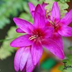 Ixia maculata - Afrikaanse korenlelies