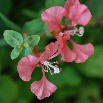 Clarkia unguiculata