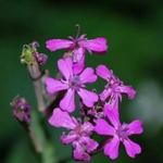 Silene armeria - Pekbloem