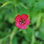 Linum grandiflorum var. rubrum - Rode vlas