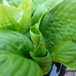 Hosta 'County Park' - Hartlelie/Funkia