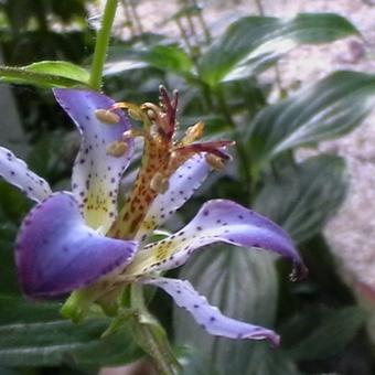 Tricyrtis 'Taipei Silk'