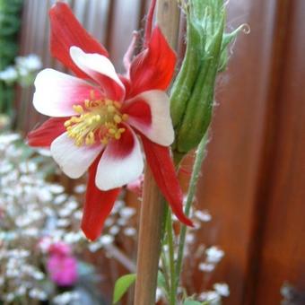 Aquilegia 'Crimson Star'