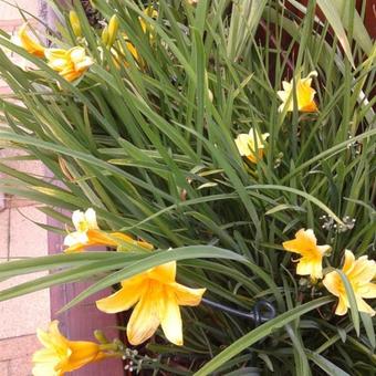 Hemerocallis 'Stella de Oro'