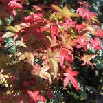 Acer palmatum 'Corallinum' - Japanse esdoorn