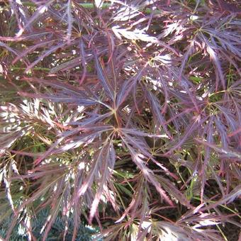 Acer palmatum 'Garnet'