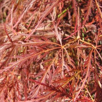 Acer palmatum 'Garnet'