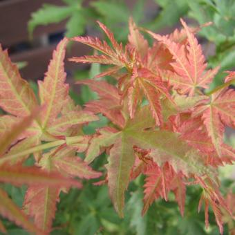 Acer palmatum 'Wilson's Pink Dwarf'