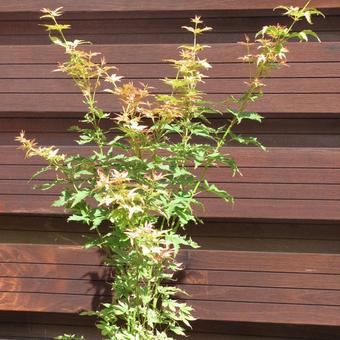 Acer palmatum 'Wilson's Pink Dwarf'