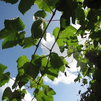 Vitis vinifera 'Boskoop Glory'