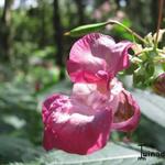 Impatiens glandulifera - Reuzenbalsemien, Himalaya balsemien