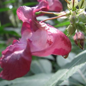 Impatiens glandulifera