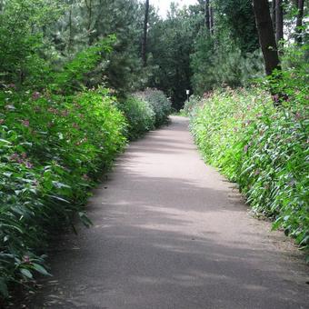 Impatiens glandulifera