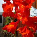 Gladiolus - Gladiool