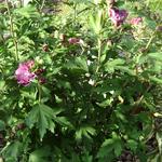 Hibiscus syriacus 'Duc de Brabant' - Althaeastruik