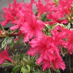 Rhododendron 'Silver Sword' - Japanse azalea, Rododendron