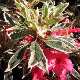 Rhododendron 'Silver Sword'