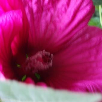 Hibiscus moscheutos Newbiscus ‘Mauvelous’