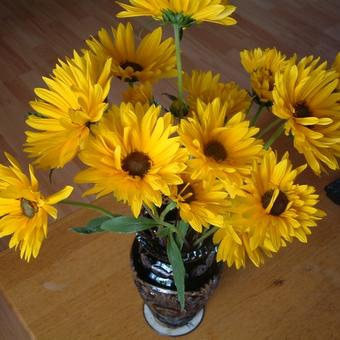 Helianthus atrorubens 'Giganteus'