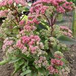 Sedum 'Garnet Brocade' - Muurpeper