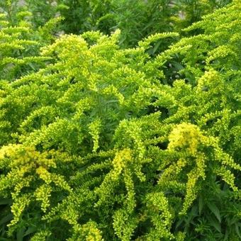 Solidago 'Spätgold'