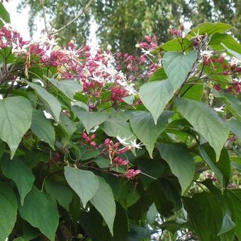 Clerodendrum trichotomum