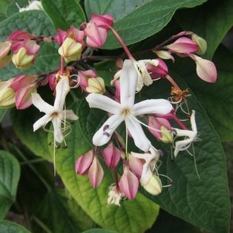 Clerodendrum trichotomum