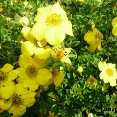 Struikganzerik - Potentilla fruticosa