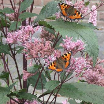 Eupatorium purpureum