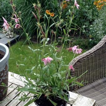 Gaura lindheimeri 'GEYSER Pink'