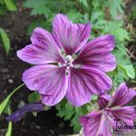 Malva sylvestris subsp. mauritanica - Grote kaasjeskruid