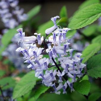 Plectranthus zuluensis