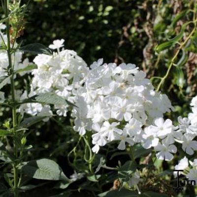 Floks, vlambloem - Phlox paniculata 'Fujiyama'