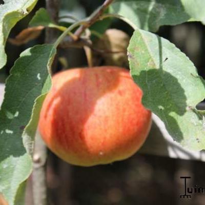 Malus domestica 'Elstar' - Appel