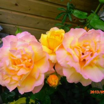 Rosa 'Madame A. Meilland'