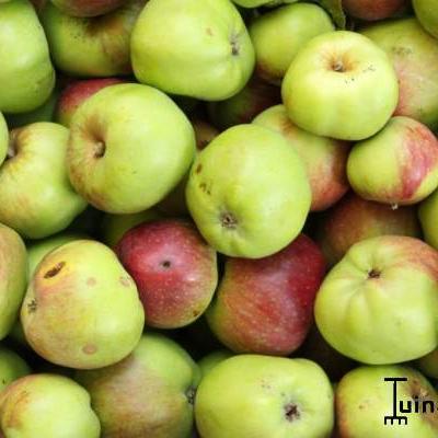 Appel, Ossekop - Malus domestica 'Dubbele Belle Fleur'