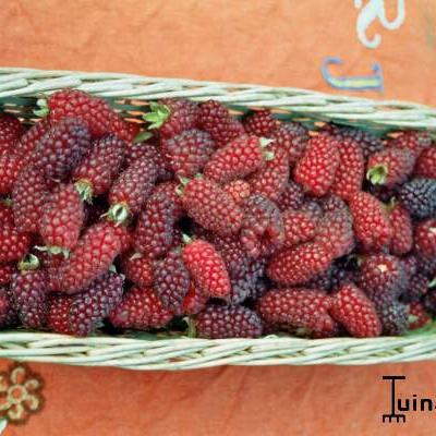 Taybes - Rubus fruticosus idaeus 'Tayberry'