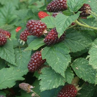 Rubus fruticosus idaeus 'Tayberry'