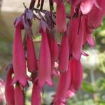 Phygelius - Kaapse Fuchsia