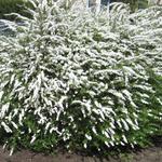 Spiraea x cinerea 'Grefsheim' - Spierstruik, spirea