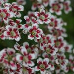 Saxifraga cotyledon 'Southside Seedling' - Steenbreek - Saxifraga cotyledon 'Southside Seedling'