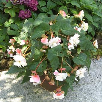 Begonia odorata 'Fragrant White'